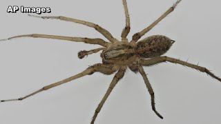 What to know about brown recluse spiders [upl. by Deena545]