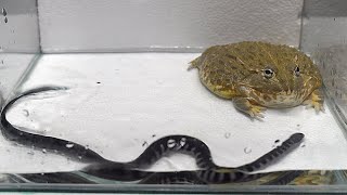 Sea snake VS African Bullfrog  Epic Battle  Warning Live Feeding [upl. by Blessington269]