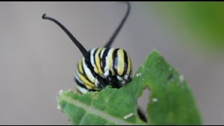 Life Cycle of the Monarch Butterfly [upl. by Sitoeht]