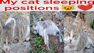 My cat sleeping positions😺❤️Different cat sitting positions [upl. by Teraj339]