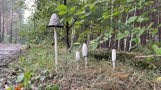 Czernidłak kołpakowaty Coprinus comatus  młody na patelnię stary na atrament [upl. by Eniamurt]