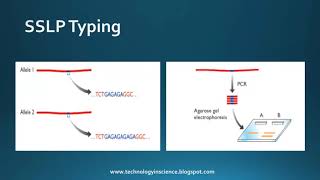 Genetic Markers  Molecular Markers  RFLPs SSLPs SNPs  minisatellite VNTRs microsatellite [upl. by Elly]