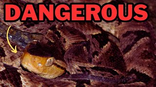 The most DANGEROUS snake in South America FerdeLance [upl. by Liliane]