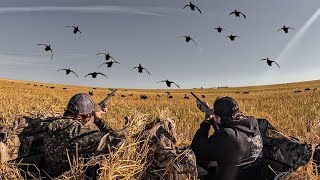 2 MAN FIELD DUCK HUNT IN CANADA Limited Out [upl. by Htial]