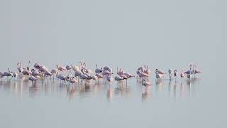 Flamingo Phoenicopterus roseus [upl. by Corrina349]