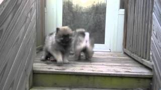 Keeshond puppies [upl. by Aramoix75]