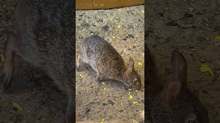 Cute Bunny Roaming Around Discovery Island In Animal Kingdom [upl. by Germana]