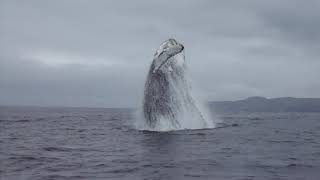 espectacular salto de ballena jorobada en caleta chañaral de aceituno temporada 2017 [upl. by Vassaux]