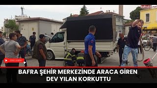 Bafra Şehir Merkezinde Araca Giren Dev Yılan Korkuttu [upl. by Adnirol]