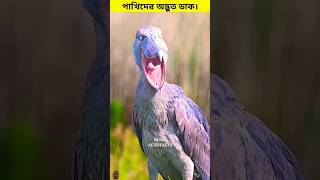 birds sound cutebaby nature kashmier birds birdsong islamicscholar cute amazon facts [upl. by Alford]