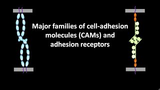 Major families of cell adhesion molecules or CAMs and adhesion receptors [upl. by Eilerua467]