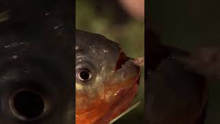 RedBellied Piranhas got a big reputation AnimalFacts NatGeoKids AmazingAnimals [upl. by Griff]