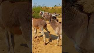 donkeys animals pet youtube shorts matingseason [upl. by Aro]