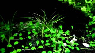 Echinodorus tenellus  aquatic plants guide [upl. by Lotz]