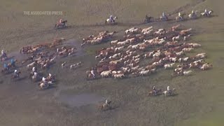 Wild ponies complete annual Chincoteague pony swim [upl. by Malti381]