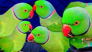 Indian Funny🌶Birds Beauty🎊Or Sounds🌾Relaxing Parrots♥️🍃 [upl. by Tove]