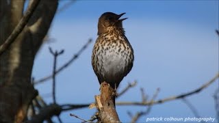 Singing Thrush [upl. by Emrich]