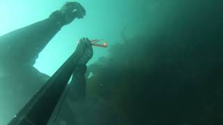 BSA Dorset Fun Dive 2023 [upl. by Nortal]