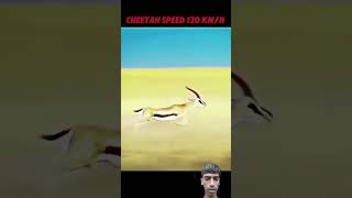 cheetah vs gazelle animal trendingvideo [upl. by Bugbee698]