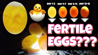 How to check if an egg is fertile and development stages egg candling [upl. by Anwahsat]