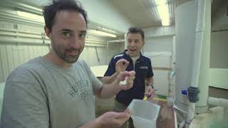 SBS Eat Australia  Andy Allen meets Spencer Gulf Hiramasa Kingfish [upl. by Hirsch]