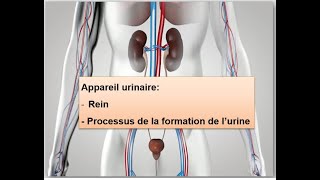 Appareil urinaire Rein processus de la formation de lurine [upl. by Ahsok]