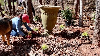 Planting for a Beautiful Summer Shade Garden [upl. by Mayne450]