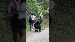 ¡Aterrador Encuentro con un Oso Negro shortsviral [upl. by Annecorinne]