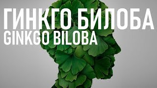 Гинкго Билоба ОПАСНОСТЬ  ПОЛЬЗА для памяти и кровообращения  Benefits of Ginkgo Biloba [upl. by Yager102]