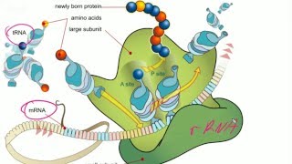 Darmowe Korepetycje z Biologii Genetyka  podstawy molekularne Mitoza i mejoza [upl. by Eedahs]