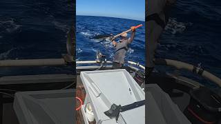 Albacore Tuna Fishing COMING N HOT eatseafood yakventures albacore tuna [upl. by Gerda]