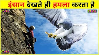 Shocking Top 10 Dangerous Birds [upl. by Max]