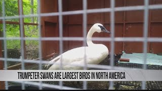 Trumpeter Swan at the Centre Wildlife Care [upl. by Annabella]