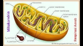 Proses Respirasi Aerob dalam Mitokondria SMA Kelas 12 IPA [upl. by Eissalc]