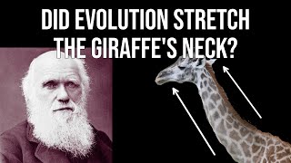 Did Evolution STRETCH the Giraffes Neck [upl. by Niemad]