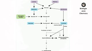 Biochimie  Glycolyse  LactoseMaltose  Manose et Saccharose [upl. by Vachel]