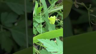 Cardiospermum halicacabum known as the lesser balloon vine balloon plant 🌱 ASMR [upl. by Ybocaj]