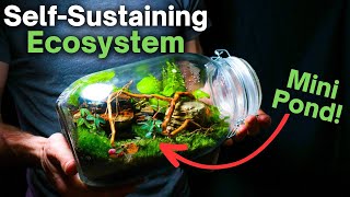 I Made a Self Sustaining Terrarium With a Mini Pond Here’s How [upl. by Hnao12]