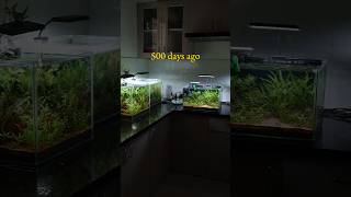 500 days tank update🌿 plants aquarium aquascaping shorts fyp fishtank fish [upl. by Urissa]