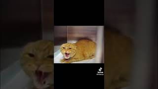 cat screaming with meme sounds [upl. by Aisitel834]