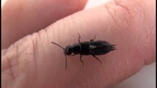 Rove Beetle [upl. by Stefano]