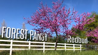 Maybe the BEST flowering tree Forest Pansy Redbud is AMAZING [upl. by Leggett273]