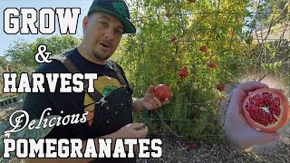 Growing amp Harvesting Pomegranates At Home  All You Need To Know [upl. by Scheer]