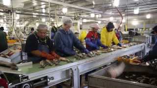 Processing salmon fish at the local Petersburg Cannery in Alaska [upl. by Yenitirb462]