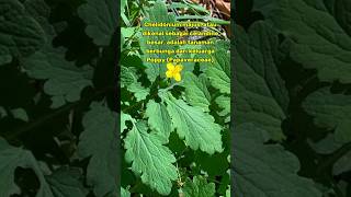 Chelidonium majus ilmupengetahuan shorts [upl. by Sanjiv656]