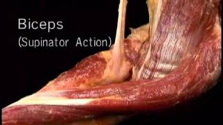 biceps supinator actıonwmv [upl. by Peltier350]