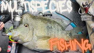 fishing for multispecies is south texas catching rio grande cichlids [upl. by Shargel]