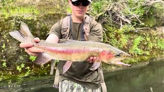 Fly Fishing Small Stream For Big TroutNew Zealand [upl. by Dolora]