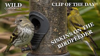 Siskins on the birdfeeder  Clip of the day [upl. by Vaughn]