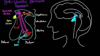 ADH Diagram animated [upl. by Iridissa601]